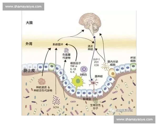 体育竞赛中心理调适与应激反应对运动表现的影响研究 体育竞赛中心理调适与应激反应对运动表现的影响研究